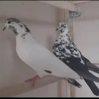 فروش دو طوق ماده گرفتنی،کله دم سبز و ماده چیل سیاه