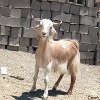 یک عدد چپش نری چاق
