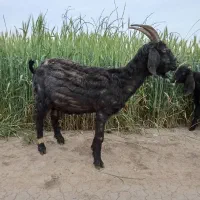 بز چاتمه