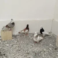 کفترپرشی|پرنده|مشهد, خرمشهر|دیوار