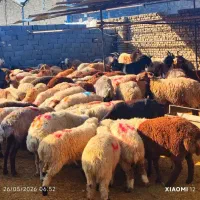 *گوسفند عَقیقه قَلمآبی طرح مصرف خانوار/بشرط-