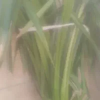 گل پاندانوس