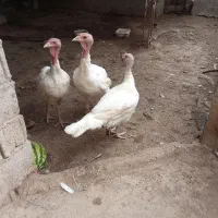 بوغلمو گوشتی