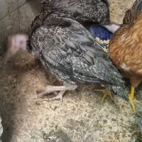 بوقلمون نیمچه