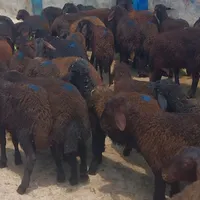 بره|حیوانات مزرعه|همدان, |دیوار