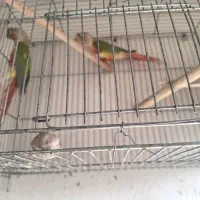 فروش جفت گرینچیک آناناسی مولد