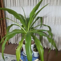 اشک ملکه