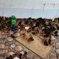 تعداد بالا اردک بومی رنگی
