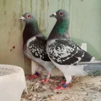 پرنده خوب
