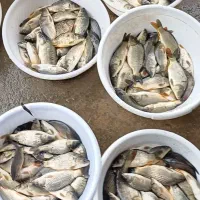 فروش بچه ماهی گوشتی(گرمآبی)