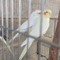 فروش عروس هلندی لوتینو مولد