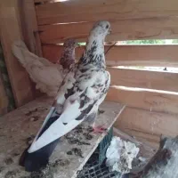 کفتر