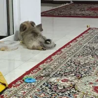 فروش سگ خونه