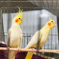 جفت عروس هلندی همراه تخم