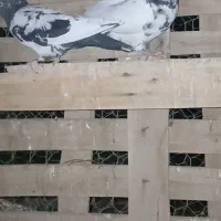 10عدد کبوتر قیمت مناسب