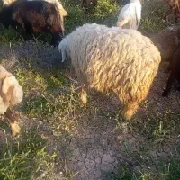 میش جوان چاق