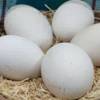 تخم قوغاز آفریقای تخم اردک تخم مرغ
