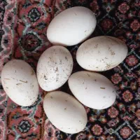 تخم قوقاز نطفه دار