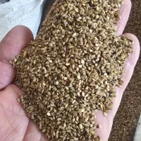 انواع کنجد بازرگانی پسندیده
