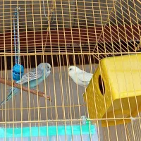 مرغ عشق 1 ساله