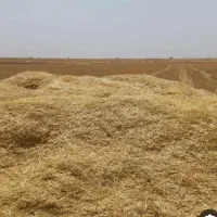 خرید کاه گندم وعدس