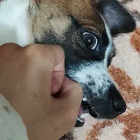 سگ جک راسل