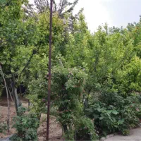 باغ ۶۸۰ متری در پلایین تهران