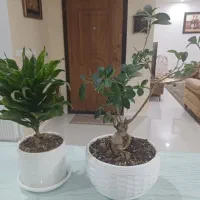 گل بنسا و کامپنت