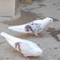 کبوتر