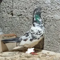 کبوتر ماده غریب تیدی
