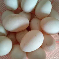 تخم مرغ اردکی ومرغی