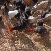مرغ و خروس
