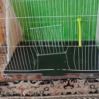 قفس