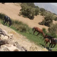 اسب پالونی