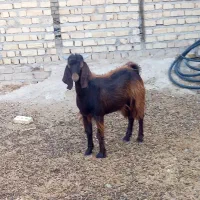 کهره نر
