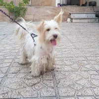 سگ تربیت شده