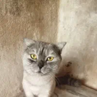 واگذاری گربه اسکاتیش فولد شناسنامه دار