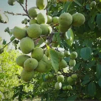 فروش باغ