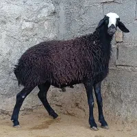 بره نر|حیوانات مزرعه|کوهدشت, |دیوار