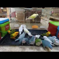 طوطی گرینچیک  راهب و ...