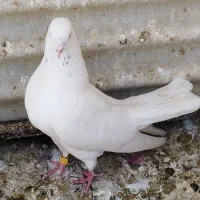 کفتر پرشی