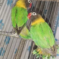 کوتوله مولد با جوجه