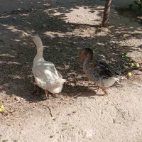 دو عدد غاز