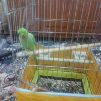 طوطی ملنگو