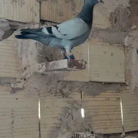 با سلام پنج تا جوجه پلاکی فروشی