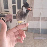 گمشده