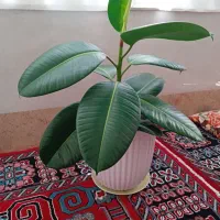 گلهای طبیعی شاداب