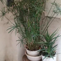 گل و گلدان