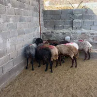 ۸راس میش