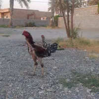 فاریاب خروس تک چشم